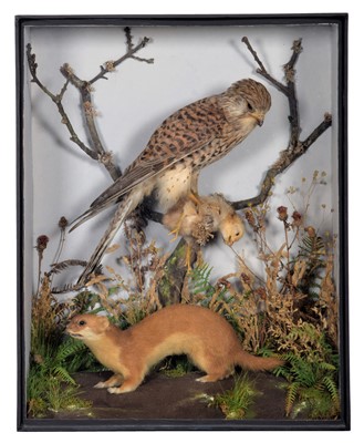 Lot 146 - Taxidermy: A Late Victorian Cased European...