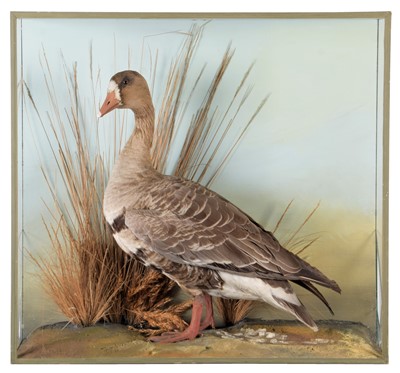 Lot 91 - Taxidermy: A Cased White-Fronted Goose (Anser...