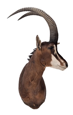 Lot 147 - Taxidermy: Southern Sable Antelope...