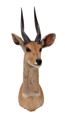 Lot 186 - Taxidermy: Cape Bushbuck (Tragelaphus...