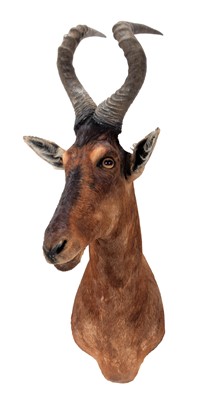 Lot 359 - Taxidermy: Cape Red Hartebeest (Alcelaphus...