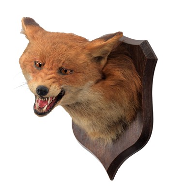 Lot 157 - Taxidermy: Red Fox Mask (Vulpes vulpes), circa...