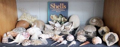 Lot 138 - A quantity of shells, geodes. One shelf