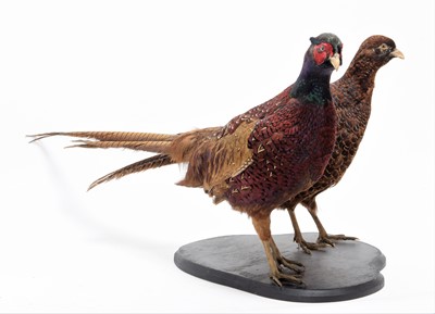 Lot 1219 - Taxidermy: A Pair of Ring-necked Pheasants...