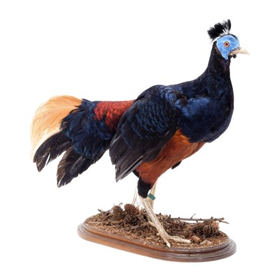 Lot 159 - Taxidermy: A Bornean Crested Fireback Pheasant...