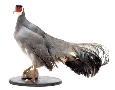 Lot 361 - Taxidermy: A Blue-Eared Pheasant (Crossoptilon...