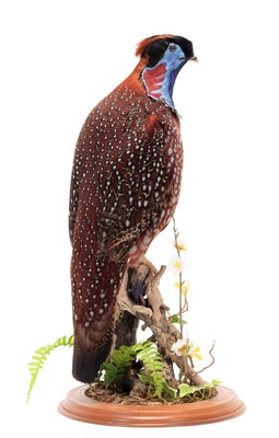 Lot 161 - Taxidermy: Temminck's Tragopan (Tragopan...