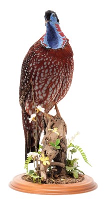 Lot 161 - Taxidermy: Temminck's Tragopan (Tragopan...