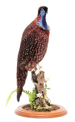 Lot 161 - Taxidermy: Temminck's Tragopan (Tragopan...