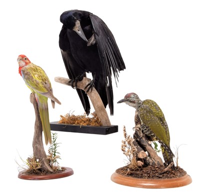 Lot 163 - Taxidermy: A Rook, Green Woodpecker & Rosella...