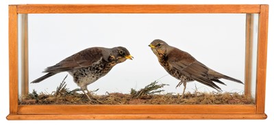 Lot 1232 - Taxidermy: A Cased Pair of Fieldfares (Turdus...