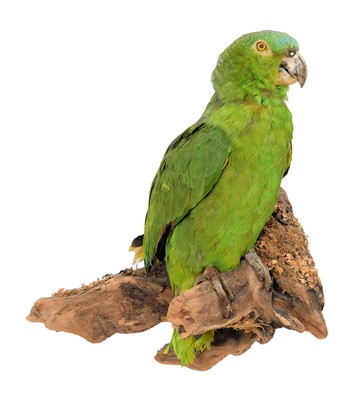 Lot 168 - Taxidermy: A Northern Mealy Amazon Parrot...