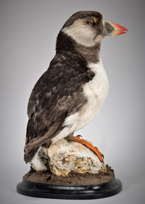 Lot 190 - Taxidermy: Atlantic Puffin (Fratercula...