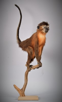 Lot 80 - Taxidermy: A Golden-Bellied Mangabay Monkey...