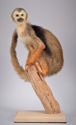 Lot 170 - Taxidermy: Common Squirrel Monkey (Simia...