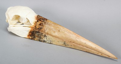 Lot 128 - Skulls/Anatomy: A Maribou Stork Skull...