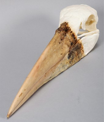 Lot 128 - Skulls/Anatomy: A Maribou Stork Skull...