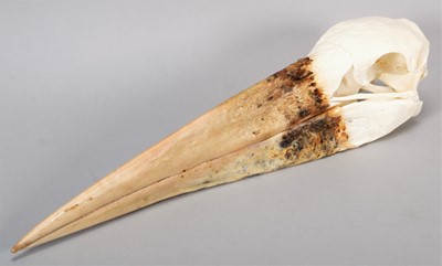 Lot 128 - Skulls/Anatomy: A Maribou Stork Skull...