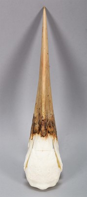 Lot 128 - Skulls/Anatomy: A Maribou Stork Skull...