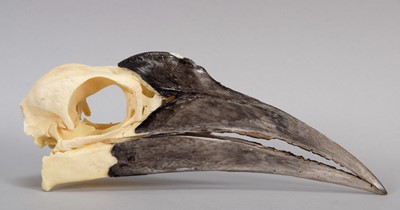 Lot 121 - Skulls/Anatomy: An African Ground Hornbill...