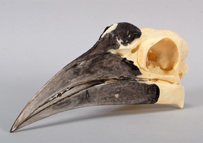 Lot 121 - Skulls/Anatomy: An African Ground Hornbill...