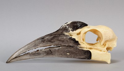 Lot 121 - Skulls/Anatomy: An African Ground Hornbill...