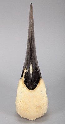 Lot 121 - Skulls/Anatomy: An African Ground Hornbill...