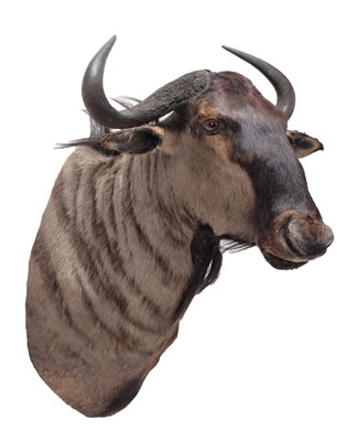 Lot 364 - Taxidermy: Blue Wildebeest (Connochaetes...