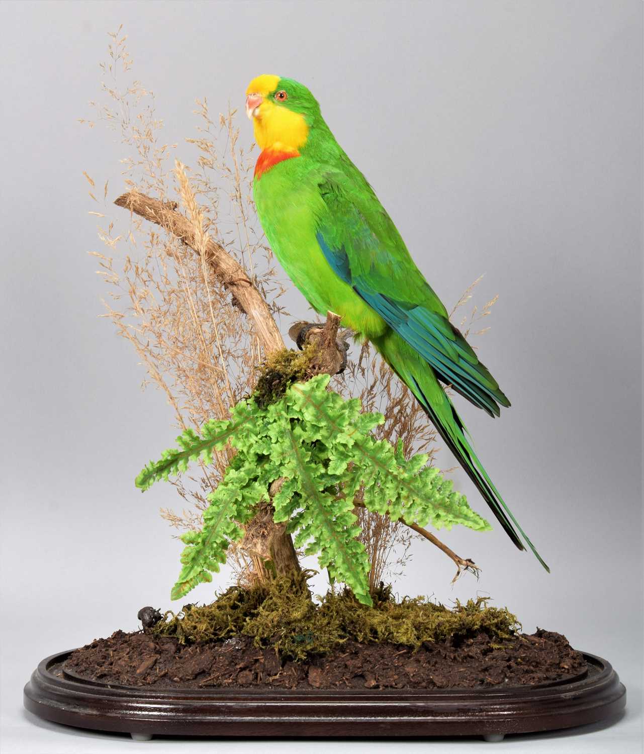 Lot 178 Taxidermy A Superb Parrot Polytelis lot-178-taxidermy-a-superb-parrot-polytelis