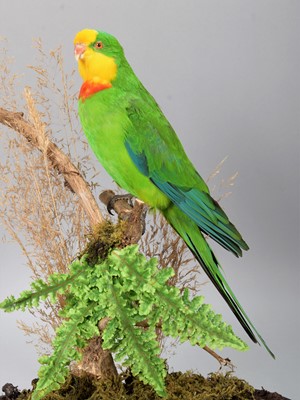 Lot 165 - Taxidermy: A Superb Parrot (Polytelis...