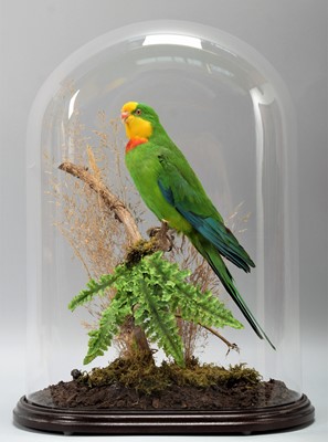 Lot 165 - Taxidermy: A Superb Parrot (Polytelis...