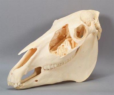 Lot 126 - Skulls/Anatomy: A Horse Skull (Equus caballus),...