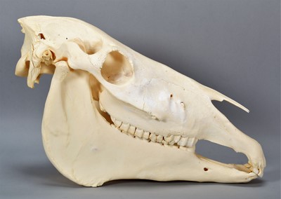 Lot 2226 - Skulls/Anatomy: A Horse Skull (Equus caballus),...