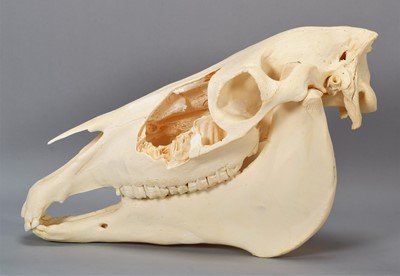 Lot 2226 - Skulls/Anatomy: A Horse Skull (Equus caballus),...