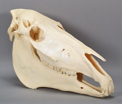 Lot 2226 - Skulls/Anatomy: A Horse Skull (Equus caballus),...