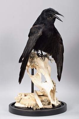 Lot 1271 - Taxidermy: A Carrion Crow on Deer Skull,...