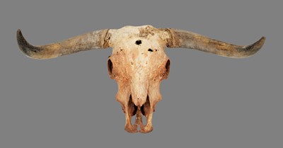 Lot 160 - Skulls/Anatomy: A Domestic Cattle Skull (Bos...