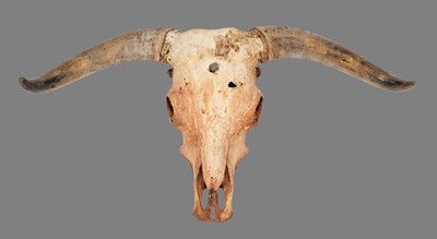 Lot 160 - Skulls/Anatomy: A Domestic Cattle Skull (Bos...