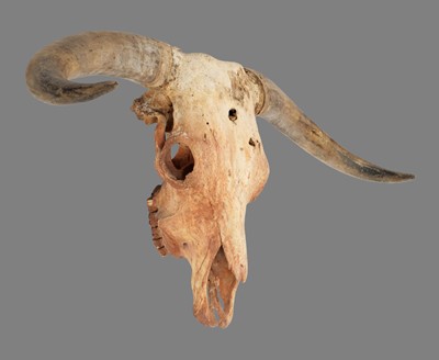 Lot 160 - Skulls/Anatomy: A Domestic Cattle Skull (Bos...