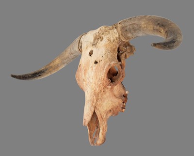 Lot 160 - Skulls/Anatomy: A Domestic Cattle Skull (Bos...