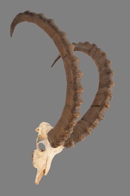 Lot 175 - Skulls/Horns: Siberian Ibex (Capra ibex...