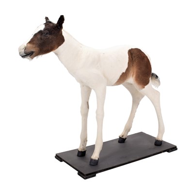 Lot 176 - Taxidermy: A Skewbald Horse Foal (Equus...