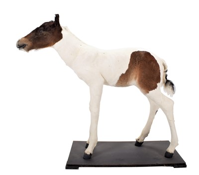 Lot 176 - Taxidermy: A Skewbald Horse Foal (Equus...