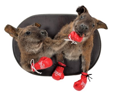 Lot 181 - Taxidermy: A Pair of Boxing Bennetts Wallabies...