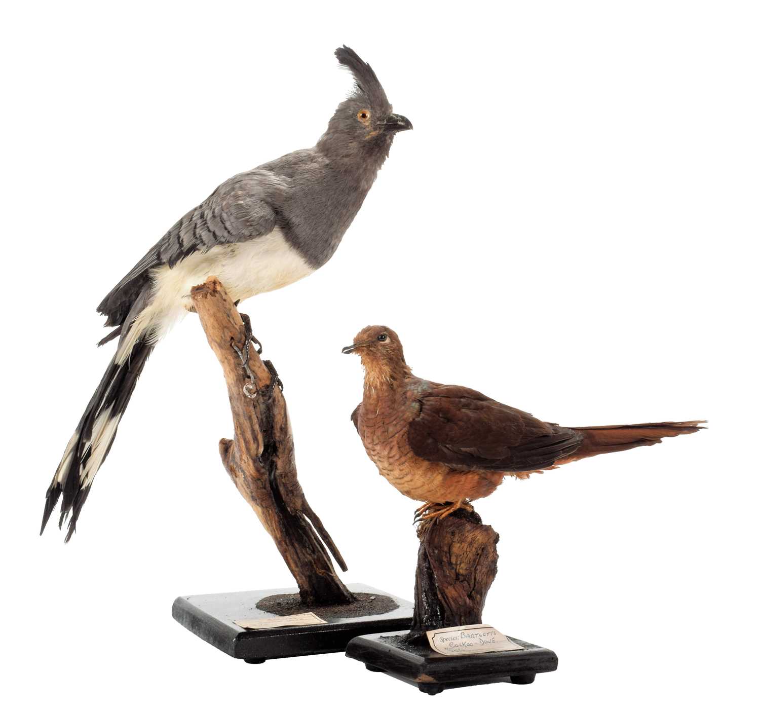 Lot 24 - Taxidermy: A White-Bellied Go-Away-Bird &...