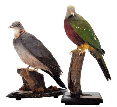 Lot 188 - Taxidermy: A Wompoo Fruit Dove & Ashy Wood...