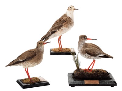 Lot 171 - Taxidermy: A Pair of Redshank & Ruff, circa...