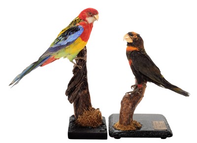 Lot 150 - Taxidermy: An Australian White-Cheeked Rosella...