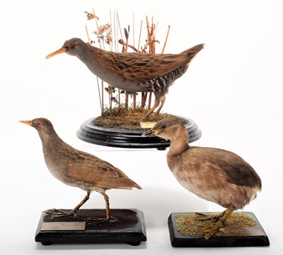 Lot 1488 - Taxidermy: A Water Rail, Spotted Crake &...