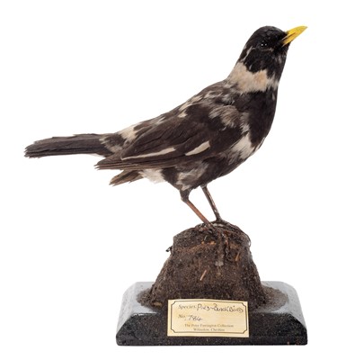 Lot 1489 - Taxidermy: A Late Victorian Pied Blackbird...